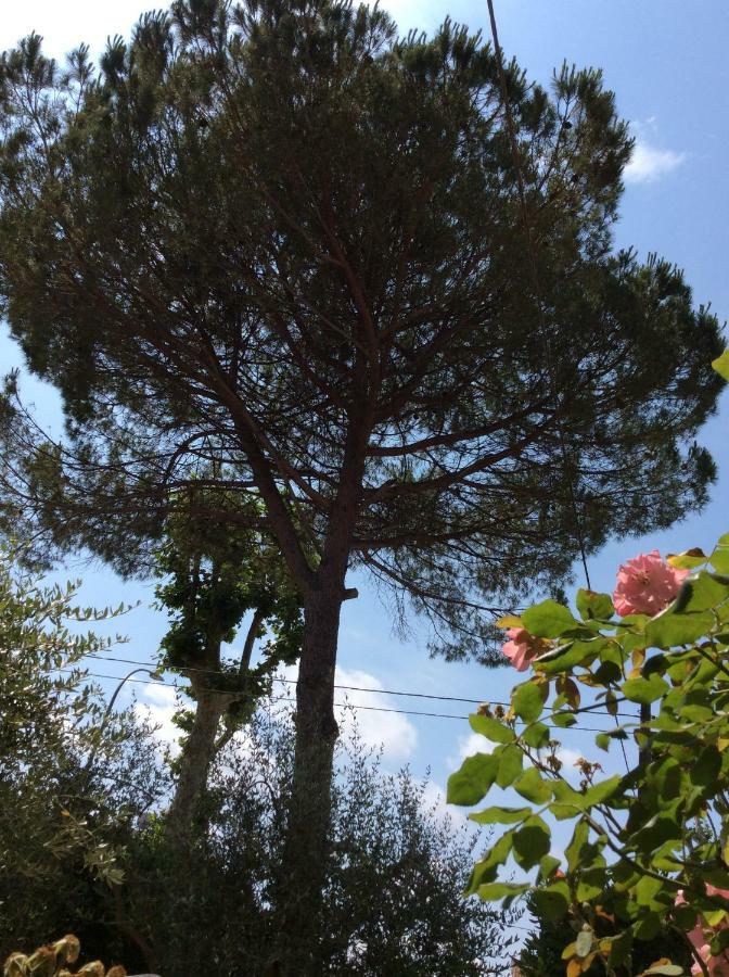 I Girasoli Di Migliarino *